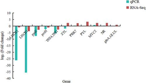 Figure 3. RT-qPCR validation of differentially expressed genes.