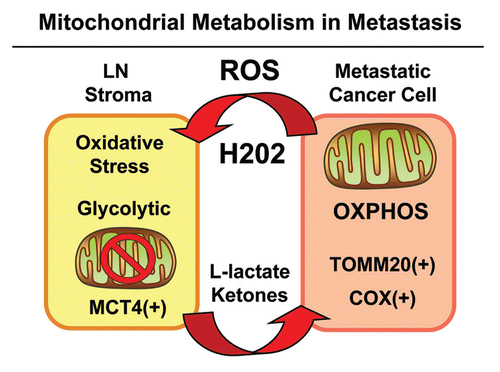 Figure 11 Mitochondrial metabolism and the “reverse Warburg effect” in cancer metastasis. Metastatic cancer cells secrete ROS, such as hydrogen peroxide, which induces oxidative stress in neighboring stromal cells. Oxidative stress, in turn, initiates the autophagic destruction of mitochondria (mitophagy), resulting in the onset of aerobic glycolysis. As a consequence, mitochondrial dysfunction in stromal cells leads to the production of high-energy mitochondrial fuels (L-lactate and ketone bodies) which are effluxed to the extracellular environment via MCT4. These fuels are then taken up by metastatic cancer cells and converted to Acetyl-CoA, which is “burned” in the TCA cycle and OXPHOS, via mitochondrial metabolism. Hence, metastatic cancer cells are mitochondria-rich and are positive for markers of mitochondrial mass (TOMM20) and OXPHOS activity (COX). Experimentally, glycolytic stromal cells included cancer-associated fibroblasts, adipocytes and inflammatory cells, which were MCT4(+) and TOMM20(-). LN, lymph node. ROS, reactive oxygen species, OXPHOS, oxidative mitochondrial metabolism.