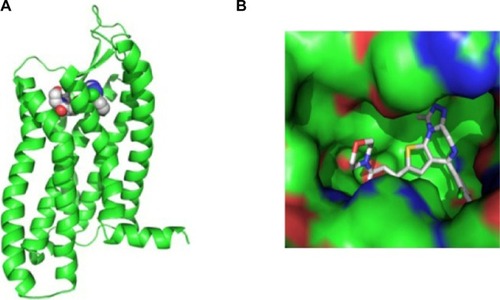 Figure 5 In silico analyses of PAFr structure and ligand binding.