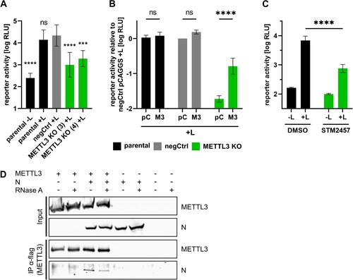 Figure 7. METTL3 is necessary for CCHFV RNA synthesis and interacts with CCHFV N. (A, B) Importance of METTL3 for CCHFV RNA synthesis and protein expression. Parental, negCtrl or METTL3 KO cell lines were transfected with the components for a CCHFV minigenome assay and in (B) additionally with either empty vector (pC) or pCAGGS-METTL3-ΔgRNA (M3). As a negative control, the viral polymerase was omitted (-L). Means and standard deviations from at least three independent experiments are shown. (C) Influence of METTL3 inhibition on CCHFV RNA synthesis and protein expression. 293 T parental cells were transfected with all components for a CCHFV minigenome assay. 4 and 24 hpt cells were treated with 30 µM STM2457 or DMSO as control. Reporter activity was determined 48 hpt. Means and standard deviations from four biologicals replicates from two independent experiments are shown. (D) METTL3 interacts with CCHFV N. 293 T cells were co-transfected with flagHA-METTL3 and CCHFV N. Two dpt, cells were lysed and subjected to anti-flag immunoprecipitation. Input and precipitates were analysed via SDS-PAGE and Western blot analysis and METTL3 was detected using anti-HA antibodies and CCHFV N with protein-specific antibodies. Representative results from three independent experiments are shown. Asterisks indicate p values from one-way ANOVA with Sidak’s multiple comparisons test (***: p ≤ 0.001; ****: p ≤ 0.0001; ns: p ≥ 0.05).