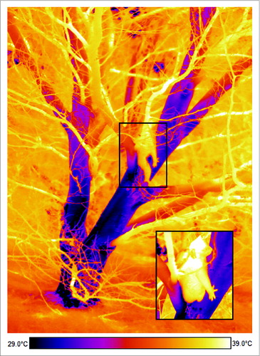 Figure 1. Thermal image of a koala hugging the cool lower trunk of an Acacia mernsii tree during hot weather; by resting against the coolest part of the tree koalas can reduce how much heat they need to lose by evaporative cooling (photo: Steve Griffiths, reproduced fromCitation1).