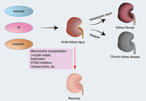 Figure 3 Potential treatment for AKI. Maladaptive repair can lead to kidney fibrosis, while relapse can cause CKD in the course of AKI. Several possible means such as antioxidants, STING inhibitors may be used as a promising therapeutic measure in the future.