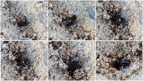 Figure 3. Nest of Alysson spinosus. (a–f) Digging the nest.