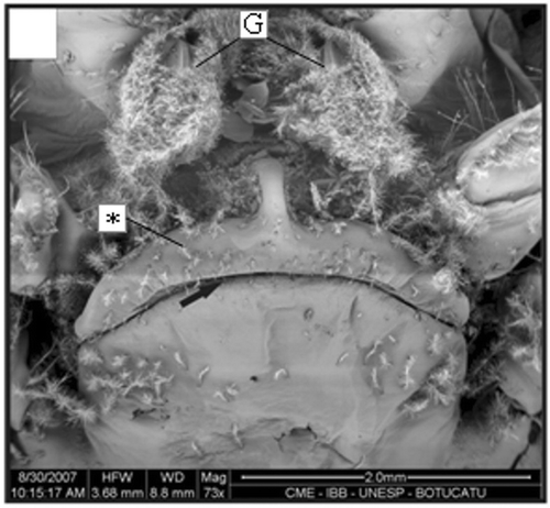 Figure 6. Thelycum of a specimen with 15.3 mm CL. Transversal ridge (arrow); gonopore (G); hood (*). Scale bar = 2 mm.