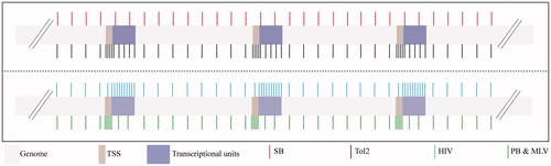 Figure 4. Integration profile of various integrating vectors. SB (red vertical lines) has a fairly random integration profile when compared to other DNA transposons like piggyBac (PB) (green vertical lines) and Tol2 (black vertical lines) and viral systems like HIV (cyan vertical lines) and MLV (green vertical lines). TSS: transcription start site. A color version of the figure is available online (see color version of this figure at www.informahealthcare.com/bmg).