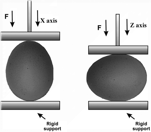 FIGURE 1 Schematic of the quail eggs compression. The left side describes the loading along the X axis. The two arrangements are considered: Xs—The sharp end is in contact with the moving plate; Xb—The blunt end is in contact with the moving plate. The right side corresponds to the loading along the Z axis.