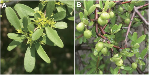 Figure 1. The characteristic images of R. leptacantha (shrubs spreading, dioecious; leaves alternate, small, narrow; flowers yellow-green, unisexual, 4-merous; drupes brown, subglobose. In this study, these pictures were taken by the author from Guiyun Huang). (A) Flowers, (B) Fruits. The voucher specimen (No. 210503011; 110°25′18.60′′E, 31°01′536.00′′N) was deposited in the herbarium of Yangtze River Biodiversity Research Center. (Jinhua Wu, 2314683498@qq.com).