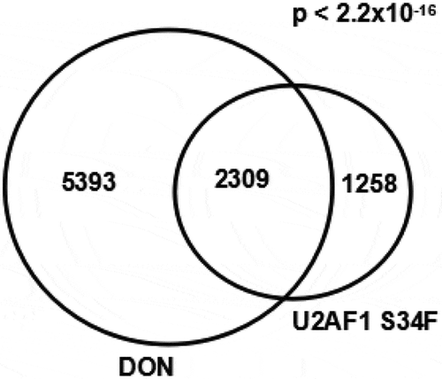 Figure 6. Similar aberrant splicing events between DON exposure and U2AF1 S34F mutation. Venn diagram of genes with aberrant alternative 3ʹ splice sites for cells under DON exposure and U2AF1 S34F mutation.