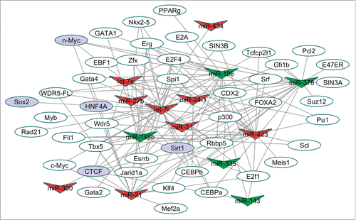 Figure 4. TF-miRNA regulatory network. A total of 134 TF-miRNA interactions involving 45 TF and 14 miRNAs were collected for this network. V-shaped nodes correspond to the miRNAs, red V-shaped nodes are “pathological” miRNAs and green V-shaped nodes are “cardioprotective” miRNAs. The oval nodes represent TFs, while purple oval nodes represent validated miR-34 targets. TF binding sites were determined from ChIP-Seq data from miRNA promoters (defined as 5kb upstream and 1kb downstream) as defined from ChIPBase. Verified miR-34 targets are based on previous experimental reports.