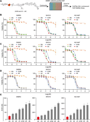 Figure 4. Cytotoxicity of the conjugates AVM and A1–A6 in tumor cells. A) The experimental process of cytotoxic in tumor cells; B) Calculated EC50 value of conjugates AVM, A1 and A2 on human ovarian cancer cells SKOV3, human breast cancer cells SKBR3 and gastric carcinoma cells NCI-N87; C) Calculated EC50 value of conjugates AVM, A3 and A4 on human ovarian cancer cells SKOV3, human breast cancer cells SKBR3 and gastric carcinoma cells NCI-N87; D) Calculated EC50 value of conjugates AVM, A5 and A6 on human ovarian cancer cells SKOV3, human breast cancer cells SKBR3 and gastric carcinoma cells NCI-N87; E) the EC50 value of conjugates AVM and A1-A6 on human ovarian cancer cells SKOV3, human breast cancer cells SKBR3 and gastric carcinoma cells NCI-N87.