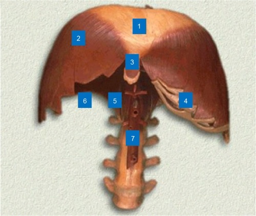 Figure 8 Anatomical model.