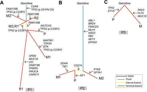 Figure 4 Phylogenetic trees of the three patients. Panel (A–C) represent phylogenetic tree of patient no.1, patient no.2 and patient no.3, respectively. Branch lengths are proportional to the number of somatic mutations separating the branching points. Potential driver mutations were acquired by the indicated genes in the branch (arrows). P1, P2 and P3 denote patient no.1, patient no.2 and patient no.3, respectively.