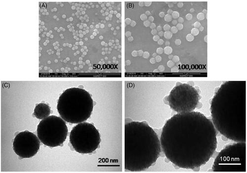 Figure 1. The structure of FMSP-nanoparticles through scanning electron microscope (SEM) with 50,000 magnifications (a) and with 100,000 magnification (b). The structure of Fluorescent submicron magnetic nanoparticle through transmission electron microscope (TEM) with 70,000 magnifications (c) and with 180,000 magnification (d).