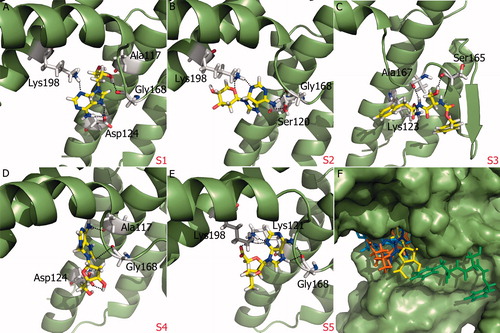 Figure 5. (A)–(E) IFD binding modes of proposed molecules S1–S5 at SopE binding site. SopE is shown in ribbon representation. Ligands and SopE residues interacting with the ligand are shown in stick representation, colored by atom type. Hydrogen bonds between ligands and SopE are indicated by black dashed lines. (F) Binding mode overlay of five proposed molecules. SopE binding site is in surface representation and ligands are in stick representation, colored by the molecule.