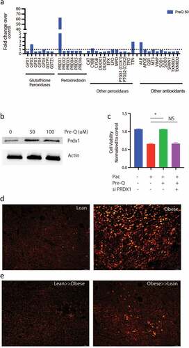 Figure 6. Queuosine mediated chemoresistance by upregulating PRDX1: Treatment of pancreatic cancer cell SU86.86 increased expression of PRDX1 as seen in oxidative stress PCR array analysis (a). Western blot showing upregulation of PRDX1 protein after treatment with Pre-Q (b). Silencing PRDX1 using siRNA presented Pre-Q induced resistance in MIA-PACA2 cells (c). IHC of lean and obese tumor bearing mice show upregulation of PRDX1 in obese mice (d). FMT of obese≫lean mice increased PRDX1 expression in these animals.