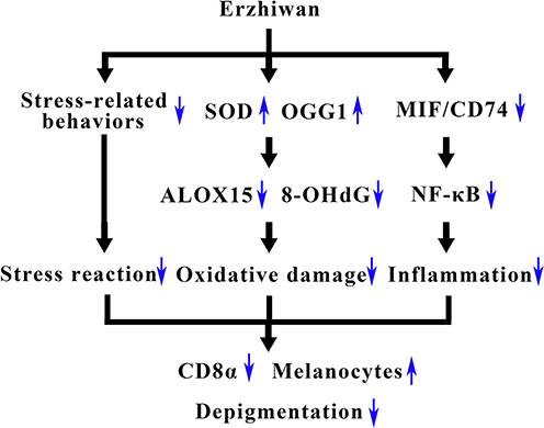 Figure 6 Schematic graph of the mechanism of Erzhiwan on restraint stress- and monobenzone-induced depigmentation in mice.