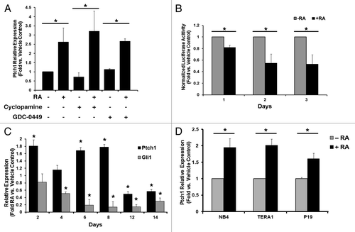 Figure 2. Ptch1 upregulation after RA-treatment was independent of Smo activity. (A) Ptch1 mRNA expression as measured by qPCR assays was displayed for NT2/D1 cells following single or combined treatment with RA (10 µM) or a Smo inhibitor (cyclopamine [10 µM] or GDC-0449 [10 µM]), vs. vehicle-treated control. (B) The activity of a Gli-BSLuc Gli-responsive luciferase reporter plasmid relative to a constitutive TK-luciferase reporter plasmid was examined following RA (10 µM) treatment or vehicle treatment over the indicated time period. Each transfection was normalized to renilla luciferase activity. (C) The relative mRNA expression profiles of Ptch1 and Gli1 were compared between AB2.2 murine ES cell embryoid bodies formed in the presence of RA (0.5 µM) vs. vehicle control at the indicated time points, with the symbol * indicating P ≤ 0.05 relative to day 0 baseline expression, set to a value of 1. (D) The relative mRNA expression of Ptch1 following RA-treatment vs. vehicle control was assessed in these differentiation-sensitive cancer cell lines: NB4, Tera-1, and P19. The symbol * indicated P ≤ 0.05 in all panels.