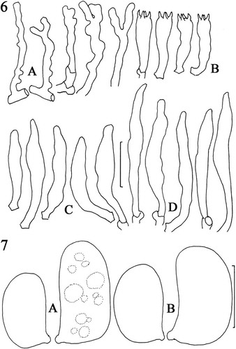 Figs. 6, 7. Lignomyces vetlinianus, micromorphology. A. Hyphae emergent from young pileipellis. B. Basidia. C. Pleurocystidia. D. Cheilocystidia. LE 254591. Standard bar = 20 μm. 7. Basidiospores. A. Spores from dried in vivo basidiome. B. Spores from in vitro basidiome. LE 254591. Standard bar = 5 μm.