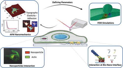 Figure 1. Schematic representation of AFM nanomechanics combined with finite element simulations to investigate interaction with internalized nanoparticles and nanostructured interfaces. Reproduced and readapted with permission from [Citation21] and [Citation22]