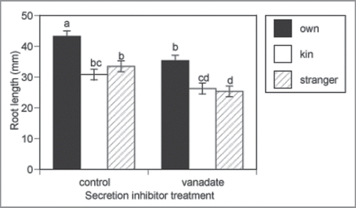 Figure 2 Average length of primary roots in Arabidopsis thaliana plants grown solitary (OWN) or in sibling (KIN) and non-sibling (STRANGER) exudates from the secretion inhibitor experiment, for the control and sodium orthovanadate [Na3VO4 (3 µM)] treatments. Means with the same letter do not differ significantly. Bars indicate mean± S.E for N = 864.