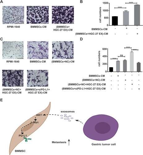 Figure 4. Conditioned medium from BMMSCs exposed to tumor cell-derived exosomes enhances tumor cell migration and depends on PD-L1. (A, B) The migratory ability of HGC-27 was analyzed by transwell assay. HGC-27 was treated with CM from MSCs and MSCs exposed to HGC-27 EX (scale bar: 200 µm). The data are expressed as means ± SD. ****P < 0.0001 by one-way ANOVA. (C, D) The migratory ability of HGC-27 was analyzed by transwell assay. HGC-27 was treated with CM from MSCs, MSCs exposed to HGC-27 EX, and siPD-L1 MSCs exposed to HGC-27 EX (scale bar: 200 µm). (E) Schematic diagram network of tumor-derived exosome-mediated PD-L1 upregulation of BMMSCs. The data are expressed as means ± SD. ****P < 0.0001 by one-way ANOVA (EX: exosome; CM: conditioned medium; NC: negative control).
