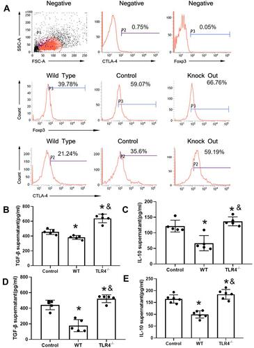 Figure 3 TLR4 reversed the CTLA-4 and FOXP3 downregulation caused by the HMGB1 instillation. (A) Changes in CTLA-4 and FOXP3 expression in CD4+CD25+ Tregs from different groups of mice with acute lung injury. (B) TGF-β levels in CD4+CD25+ Tregs from different groups. (C) IL-10 levels in CD4+CD25+ Tregs from different groups. (D) TGF-β content in CD4+CD25+ Tregs from mice with different genotypes stimulated with HMGB1. (E) IL-10 content in CD4+CD25+ Tregs from mice with different genotypes stimulated with HMGB1, *p<0.05 between 3 groups by using Tukey’s test, and &p<0.05 between WT and TLR4-/- group by using t-test.