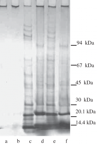 Figure 1 Electrophoretic patterns of protein components of embryo, gametophyte and raw flour of araucaria seeds. (a) Raw flour of A. araucana; (b) raw flour of A. angustifolia; (c) gametophyte of A. araucana; (d) gametophyte of A. angustifolia; (e) embryo of A. araucana; (f) embryo of A. angustifolia.