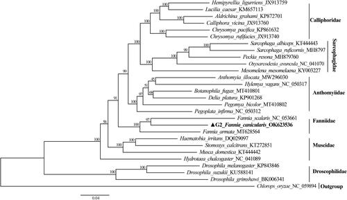 Figure 1. Phylogenetic analysis of F. canicularis based on 13 protein-coding genes using the maximum-likelihood (ML) method with iqtree 1.6.12.
