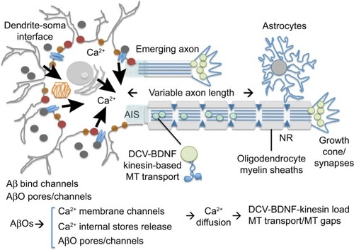 Figure 1 Axonal impacts of biological flow of information in a neuron.Notes: In the calcium hypothesis of neurodegeneration, amyloid beta oligomers (AβOs) alter the flow of calcium channels, resulting in elevated internal calcium with subsequent effects on kinesin loading and transport of DCV-BDNF cargo on axonal microtubules. The contributions of axonal endoplasmic reticulum and transported mitochondria to sink excess calcium or potential ionic changes in the regions of the nodes of Ranvier are not included in the current model in which excess calcium dominates outcomes.Abbreviations: DCV, dense core vesicle; BDNF, brain-derived neurotrophic factor; MT, microtubule; NR, Node of Ranvier.