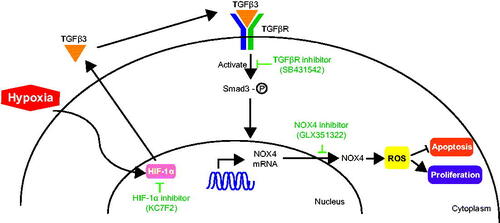 A cartoon illustrating the mechanism by which hypoxia induces NOX4-mediated leiomyoma cell proliferation via ROS generation and TGF-β3 pathway. HIF-1α, hypoxia inducible factor 1 alpha; TGF-β3, transforming growth factor beta 3; TGFβR, transforming growth factor beta receptor; NOX4, nicotinamide adenine dinucleotide phosphate (NADPH) oxidase 4; ROS, reactive oxygen species.
