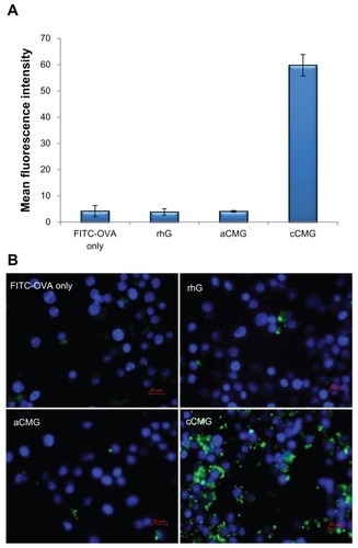 Figure 4 (A) FACS analysis of DC 2.4 cells incubated with rhG, aCMG and cCMG complexed with FITC-OVA for 1 hour at 37°C. Results are expressed as mean fluorescence intensity of the specific uptake of protein. This was assessed by subtracting the mean fluorescence intensity of cells incubated at 4°C from the value obtained at 37°C. (B) Fluorescent images show the cell uptake of FITC-OVA (green) in dendritic (DC 2.4) cells treated with FITC-OVA alone, or with rhG, aCMG, or cCMG at 37°C for 4 hours in RPMI-1640 medium supplemented with 10% fetal bovine serum.Notes: After incubation, the cells were washed with phosphate-buffered saline (PBS) and fixed in 4% paraformaldehyde. Cells were stained with DAPI for nuclear DNA (blue). Scale bars = 20 μm.Abbreviations: aCMG, anionic cholesterol-modified gelatin; cCMG, cationic cholesterol-modified gelatin; DCs, dendritic cells; FACS, fluorescence-activated cell sorting; FITC-OVA, fluorescein isothiocyanate-labeled ovalbumin; rhG, recombinant human gelatin.