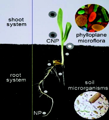 Figure 6. A potential transport pathway of NPs in the plant eco-system, coated nanoparticles (CNP) and NPs.