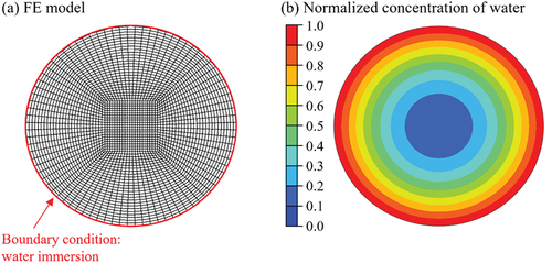 Figure 3. (a) FE model of the moisture diffusion simulation with mesh distribution. The mesh size was 0.1 mm. (b) simulation results of the normalized concentration of water in the adhesive layer.