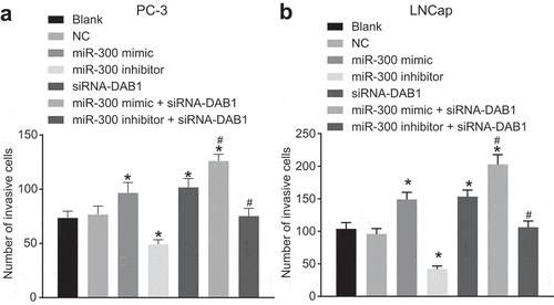 Figure 7. Transwell assay reveals that down-regulated of miR-300 reduces the invasion of PC cells by up-regulating DAB1.