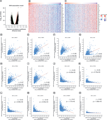 Figure 4. Genes associated with SIX4 in breast cancer. (A) Genes whose expression is correlated with that of SIX4 in breast cancer. (B) Top 50 genes positively correlated with SIX4. (C) Top 50 genes negatively correlated with SIX4. (D)MNAT1. (E)TRMT5. (F)ADNP. (G)SIX1. (H)PPM1A. (I)ARID2. (J)RILP. (K)FXYD5. (L)CLTB. (M)BATF3. (N)CTDNEP1 (DULLARD). (O)CD14.