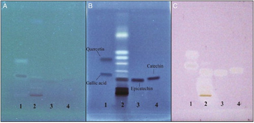 Figure 5 Developed HPTLC plates (A) without staining at lambda-366 nm, (B) stained with Marquis reagent at 366 nm, and (C) stained with 0.25 mM DPPH solution in white light. Lane 1 – gallic acid, Rf – 0.23 and quercetin, Rf – 0.38; Lane 2 – P. fulgens extract; Lane 3 – epicatechin, Rf – 0.16; Lane 4 – catechin, Rf – 0.18.