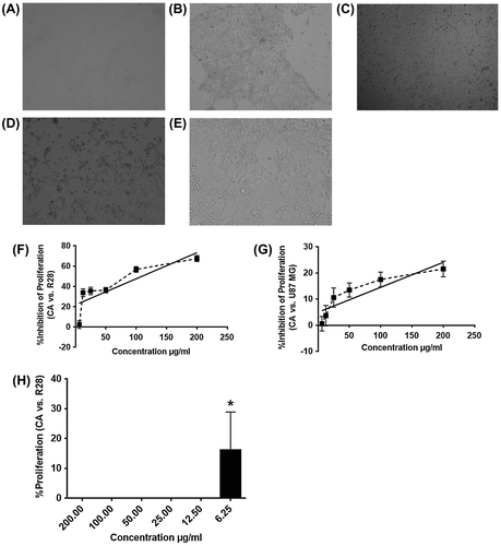 Figure 2. In vitro toxic effects of CA in the R28 cell lines (A, B) and U87 MG cells (C, D). The IC50 of CA was 109.52 μg/ml (F) and 532.83 μg/ml (G) for R28 and U87 MG cells, respectively. The R28 cells were not affected and proliferated at lowest dose (6.25 μg/ml) of caffeic acid (E, H) in serum insult assay.