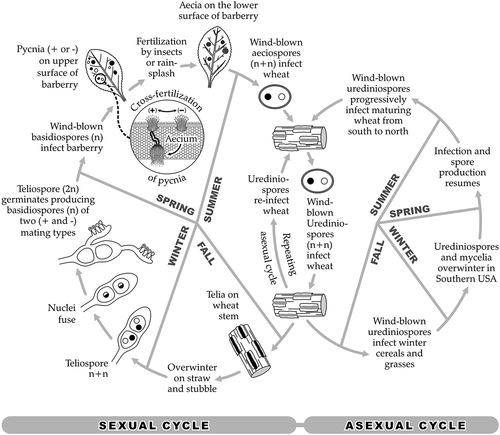 Fig. 2 Life cycle of Puccinia graminis.