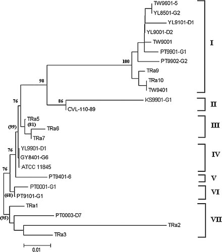 Figure 5. Phylogenetic tree based on the deduced amino acid sequence of PCR products amplified from ompA of Riemerella anatipestifer strains or related isolates. Numbers at branching points represent percentage of 10,000 bootstrap values calculated by the MEGA program with the Poisson correction distance optional for amino acid sequences. The bootstrap values within brackets were calculated by the quartet puzzling method with the JTT substitution model for amino acid sequences. Scale bar indicates the number of amino acid substitutions per site.