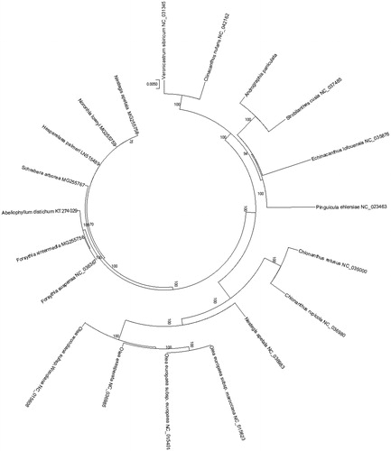 Figure 1. The maximum-likelihood (ML) phylogenetic tree based on the chloroplast genome of 20 plant species sequences to study the evolutionary relationship with Andrographis paniculata. All the nodes are bootstrap values from 2000 replicates and strongly supported.