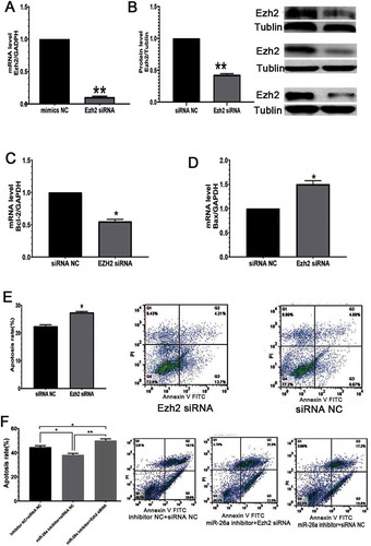 Figure 5. EZH2 prevents GC apoptosis and alleviates miR-26a’s effects in GCs. (A) Ezh2-siRNA administration reduces Ezh2 expression at the gene level. (B) Ezh2 silencing at the protein level. (C) Ezh2 silencing reduces Bcl-2 expression. (D) Ezh2 silencing increases Bax expression. (E) Ezh2 silencing enhances apoptosis in GCs. (F) Ezh2 siRNA reduces the impact of miR-26a inhibitor in GCs. Data are mean ± standard deviation (SD) (n = 3). * P < 0.05, **P < 0.01 (Student’s t-test)