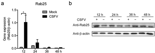 Figure 5. The expression of Rab25 is upregulated after CSFV infection in SUVECs