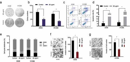 Figure 2. Baicalin reduced A549 and H1299 cell phenotypes. (a, b) Baicalin effects on cell growth by colony formation assay. (c-e) Baicalin effects on apoptosis and cell cycle by flow cytometry. (f-g) Baicalin effects on invasion by transwell assay. *P < 0.05