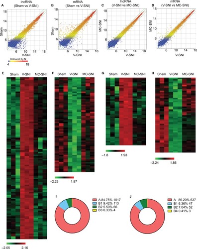 Figure 2 Scatter plots compare the expression of lncRNAs and mRNAs between the sham versus V-SNI group (A and B), and V-SNI versus MC-SNI group (C and D). The values of X and Y axes in the scatter plot are the averaged normalized values in each group (log2 scaled). The green lines indicate a fold change value of 2.0. The transcripts above the top green line and below the bottom green line indicate more than 2-fold changes between pairs. In total, 113 lncRNAs in B1 and 66 in B2 were listed in heat maps E and F; and 47 mRNAs in B1 and 52 in B2 were listed in heat maps G and H. In the heat maps, each column represents a microarray group, while each row represents a regulated gene. The color scale illustrates the relative expression level of lncRNAs: red denotes rich abundance and green denotes poor abundance. Percentages of each pattern for lncRNAs and mRNAs were shown in donut charts (I and J). Pattern A included genes that were modulated only by SNI, whereas pattern B represented genes that were modulated by both SNI and repeated minocycline administration. B1 - genes upregulated by SNI and then downregulated by minocycline, B2 - genes downregulated by SNI and then upregulated by minocycline, B3 - genes upregulated by SNI and further upregulated by minocycline, and B4 - genes downregulated by SNI and further downregulated by minocycline.