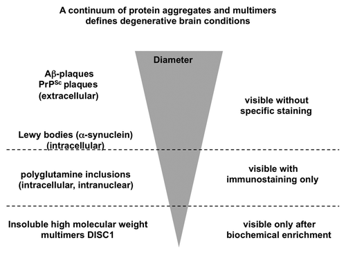 Figure 3. Schematic drawing of the size continuum of protein aggregates in chronic brain diseases. The largest aggregates visible without specific immunostaining are the extracellular Aβ and prion plaques, followed by intracellular Lewy bodies. Polyglutamine proteins are visible only after specific immunostaining. At a submicroscopic level at the bottom of this inverted pyramid are DISC1 aggregates detectable only after biochemical purification.
