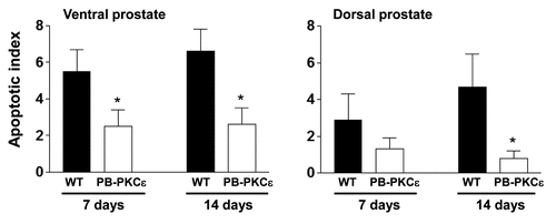 Figure 5 PKCε overexpression confers resistance to apoptosis after castration. Eight-week old mice were castrated as described in Experimental Procedures. Prostate lobes were collected 7 or 14 days later. Apoptosis was detected by IHC using an antibody specific for activated caspase-3. Data are expressed as mean ± SD. Similar results were observed in 2 independent experiments. WT, wild type; *p < 0.05, Student's t test.