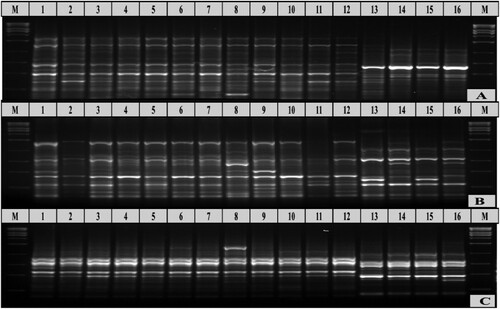 Figure 4. SCoT profiles and the PCR patterns of the sixteen alfalfa cultivars using the eight SCoT primers; A: SCoT–2, B: SCoT–4, C: SCoT–22, M: 1 kb DNA ladder. Lanes 1–16 cultivar alfalfa.