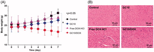 Figure 7. (A) Change in the body weight of control, GC10, free DOX⋅HCl and GC10/DOX-treated mice for 7 days. Error bars represent mean ± SD (n = 3); these experiments were repeated three times. (B) H&E stained images of dissected hearts extracted from control, GC10, free DOX⋅HCl and GC10/DOX-treated mice.