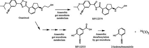 Figure 15. Metabolism of ozanimod by gut microbiota.