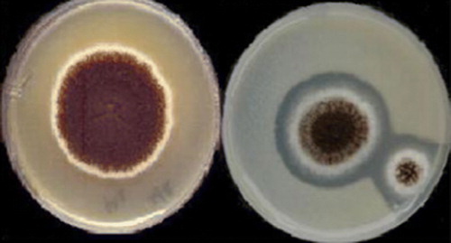 Figure 1.  A. niger CFR 335; Czapek Dox Agar plate (left), Phytase Screening Medium plate (right) with clearing zone indicating hydrolysis of calcium phytate seeded in the agar medium.